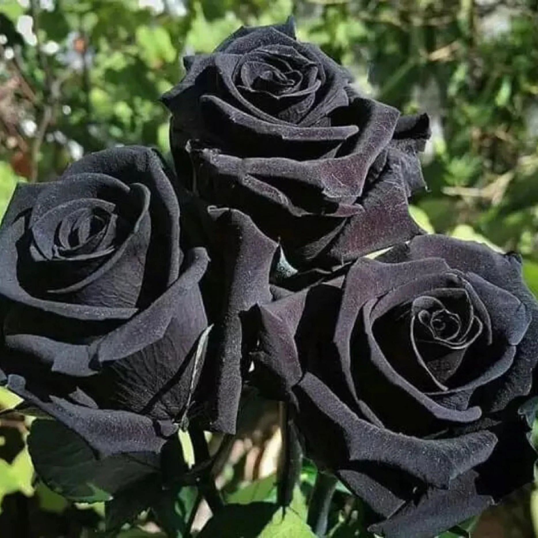 Photo of the plant species Black Rose by @BuffHorseradish named Goose on Greg, the plant care app