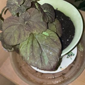 Photo of the plant species Black Coleus by @IdolizedZinnia named Delilah on Greg, the plant care app