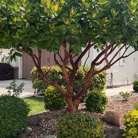 Photo of the plant species Japanese Cheesewood by @IntenseAlmond named Rihanna on Greg, the plant care app