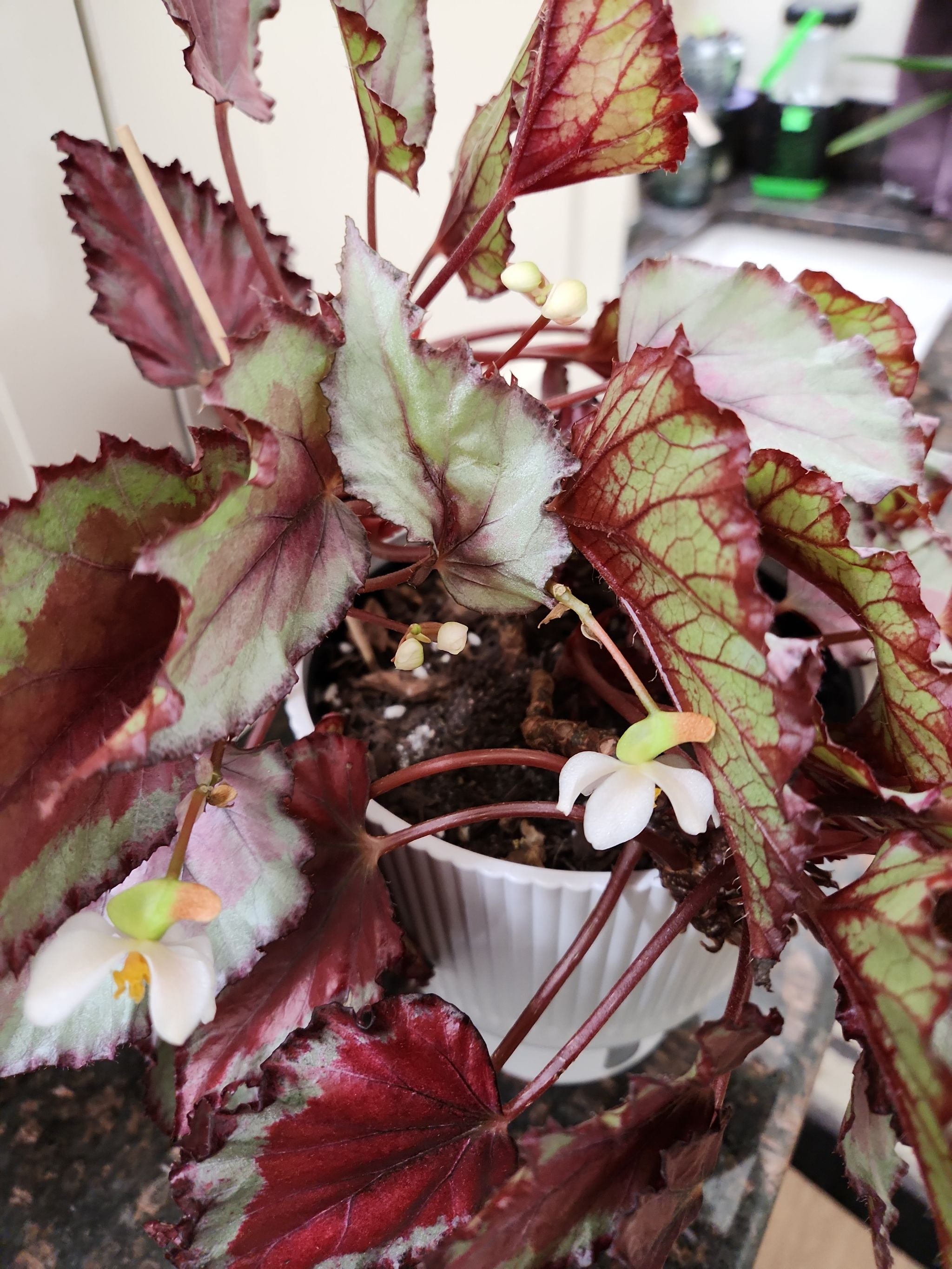 Begonia 'Inferno White' Plant Care Water, Light, Nutrients Greg App 🌱