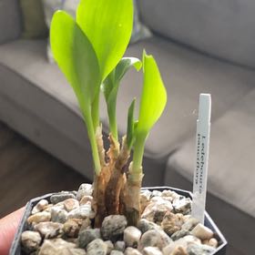 Photo of the plant species Frog plant by @UberYellowbirch named Spike Leaves on Greg, the plant care app