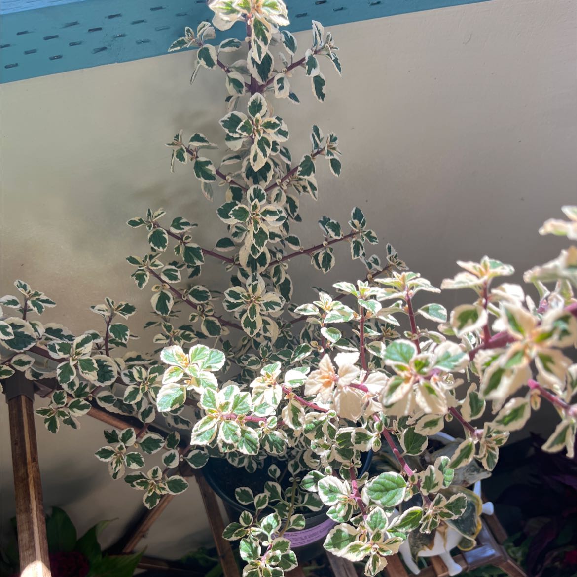 Plant care for Hemizygia on Greg, the plant care app