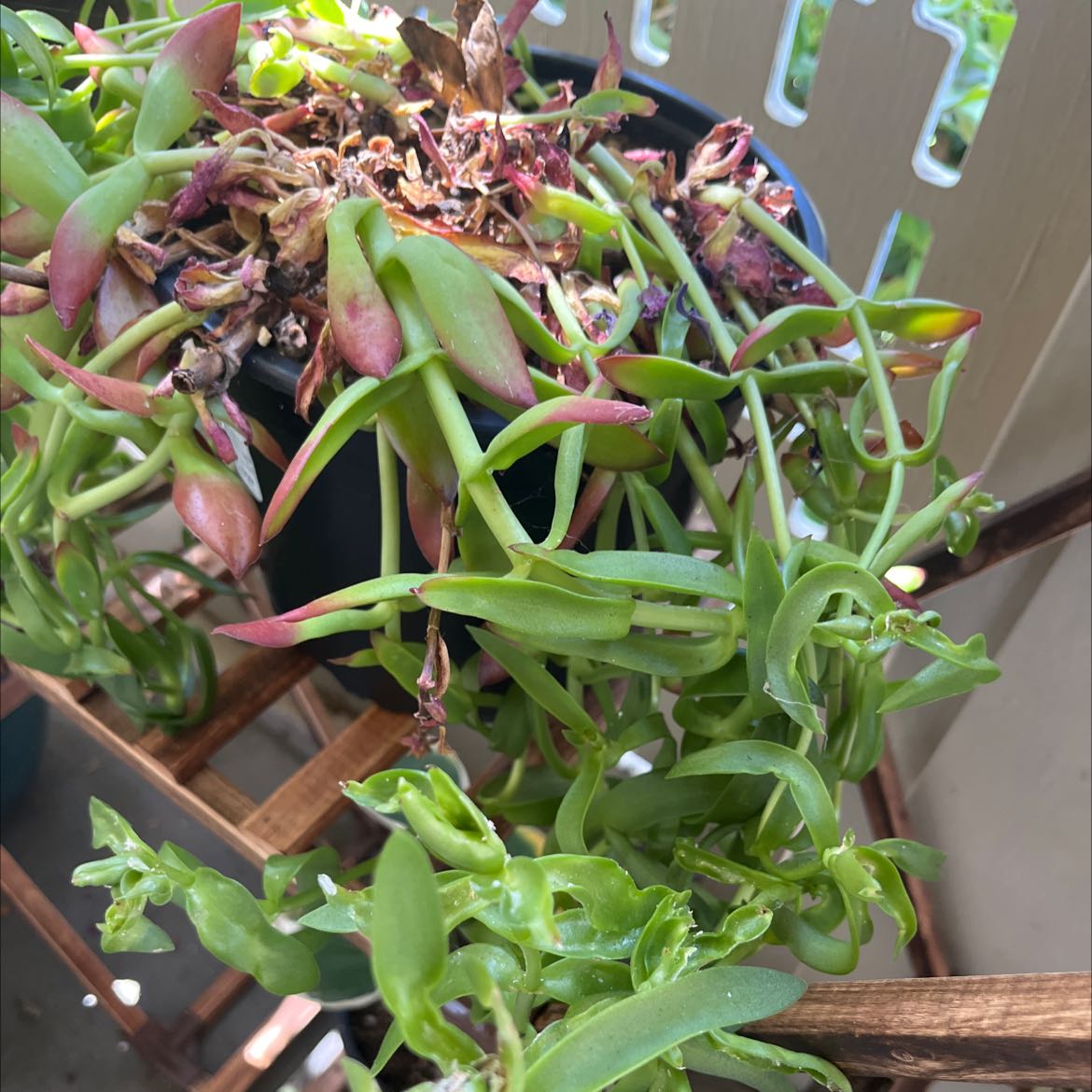 Crassula capitella 'Campfire' plant with some browning and wilting leaves in a pot.
