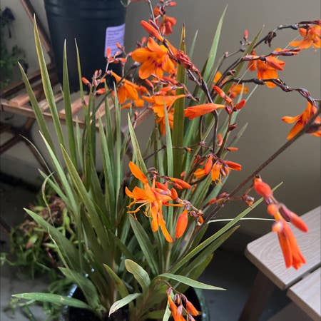 Photo of the plant species Crocosmia 'Prince of Orange' by Jordan named Your plant on Greg, the plant care app