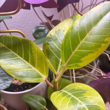 Photo of the plant species Ficus 'Golden Gem' by Jordan named Your plant on Greg, the plant care app