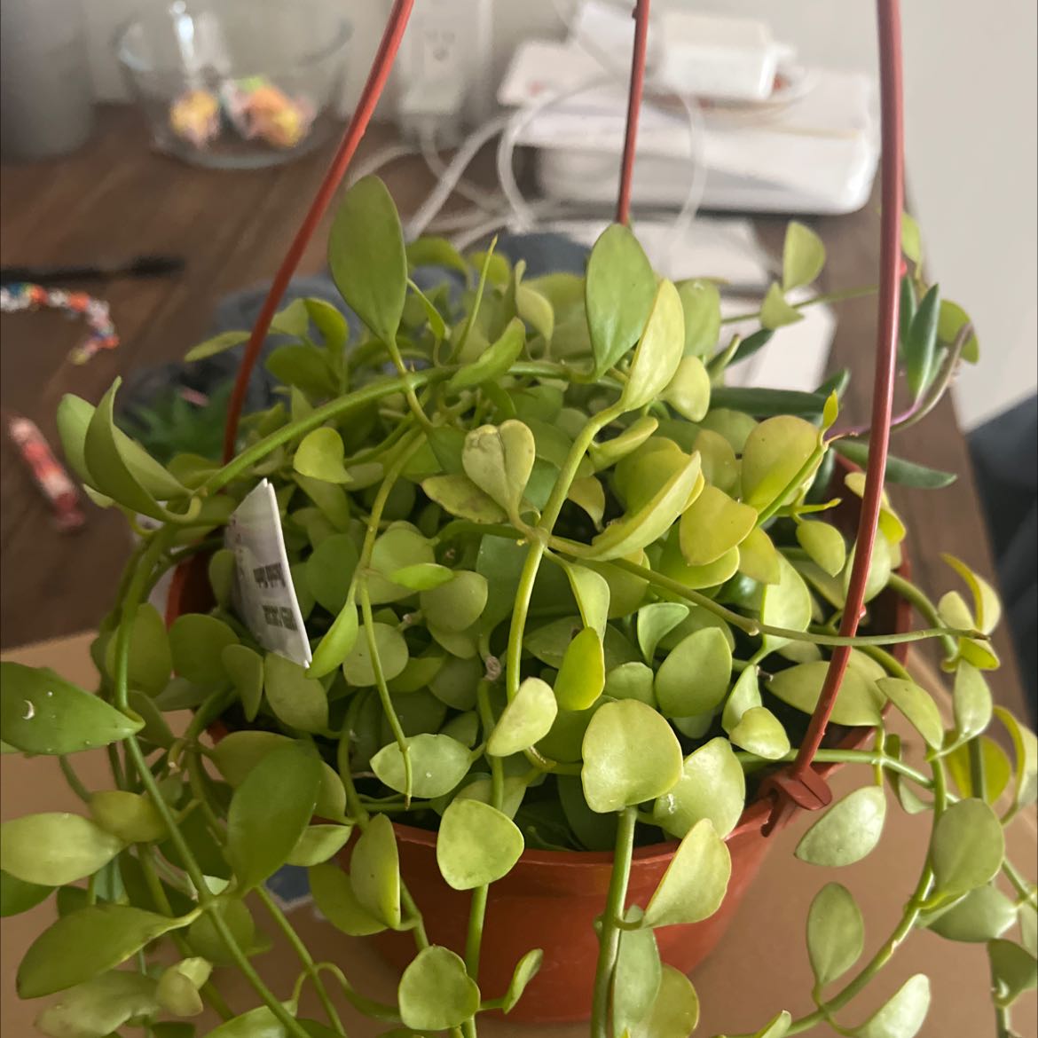 Potted Dischidia oinatha plant with small, round, green leaves.