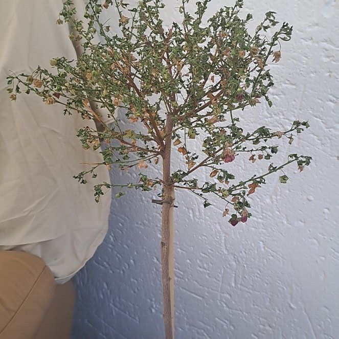 Photo of the plant species African mallow by @ZappyMothorchid named Michelle Branch on Greg, the plant care app