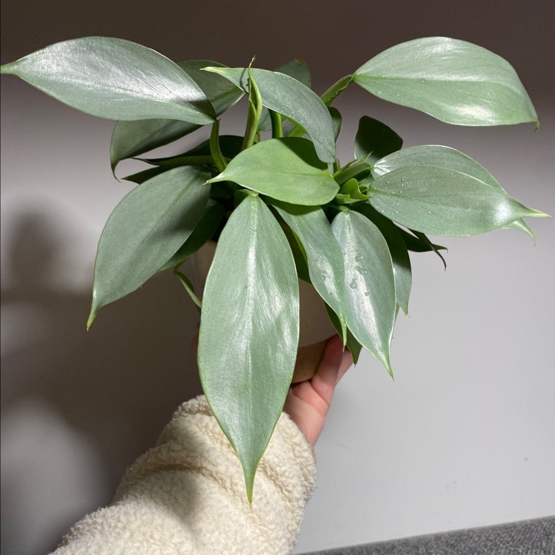 Photo of the plant species Philodendron Hastatum by @Megasmythe named Zeus on Greg, the plant care app