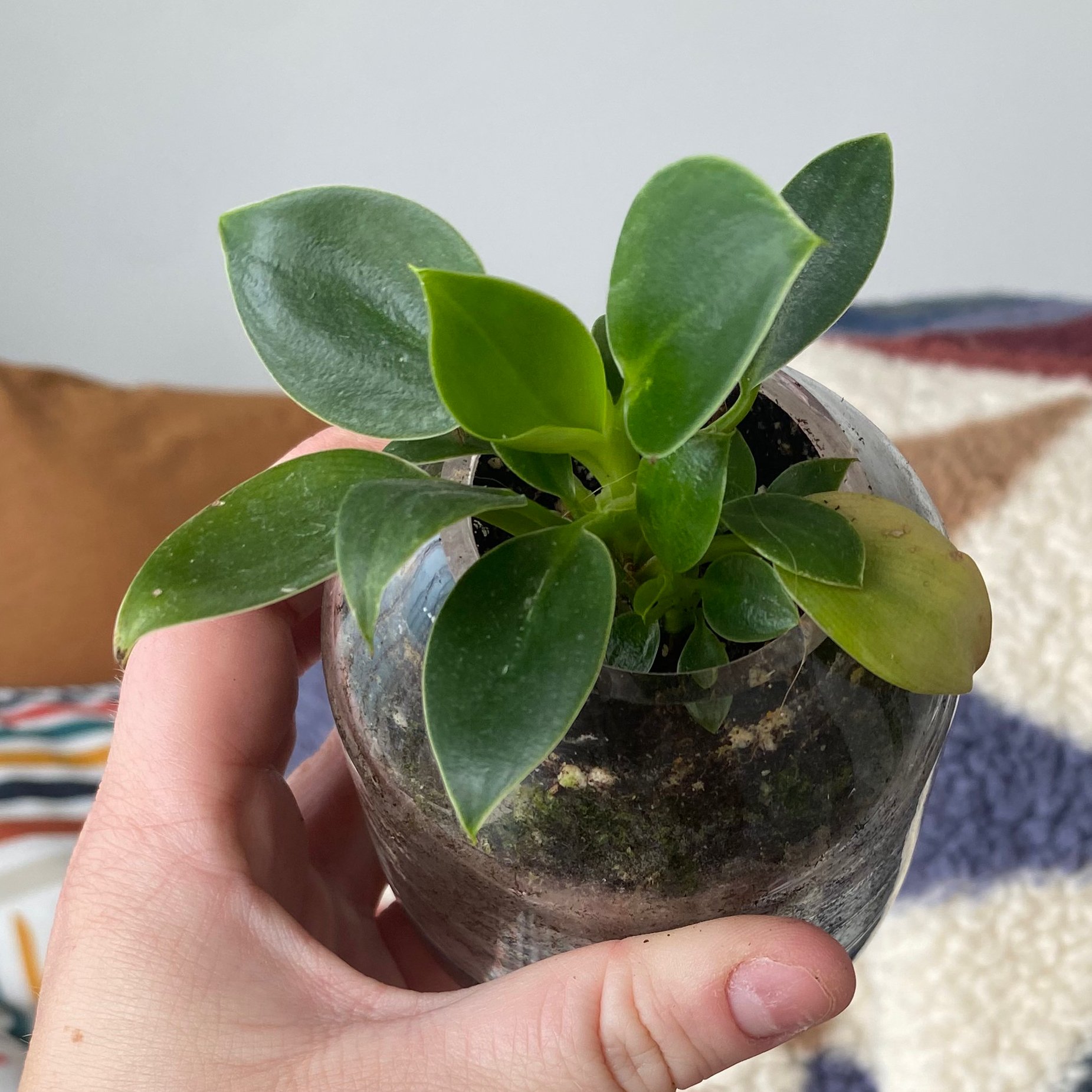 Philodendron 'Florida Beauty' plant in a glass container with some yellowing on one leaf.