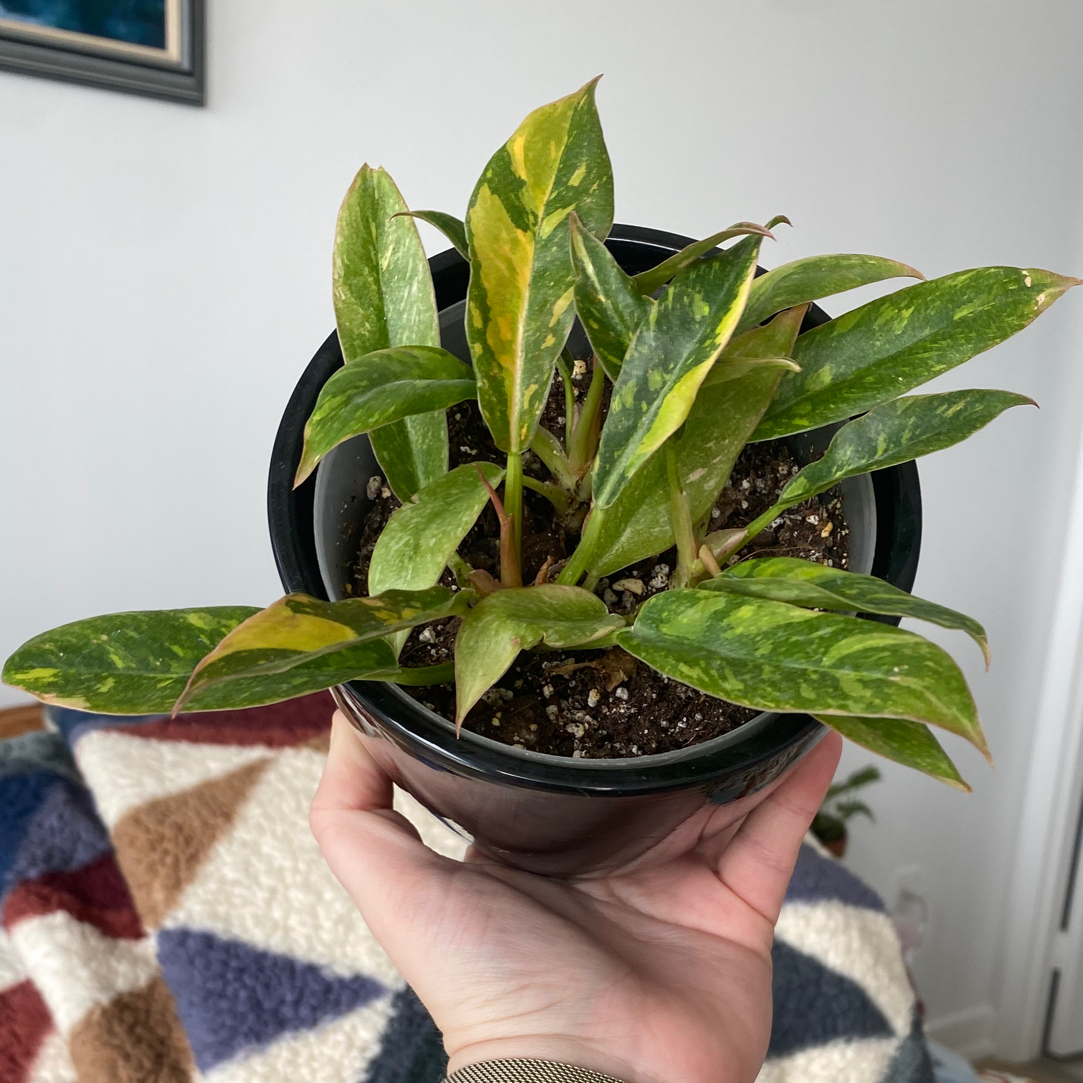 Philodendron 'Ring of Fire' plant in a black pot with variegated leaves, some yellowing and browning.