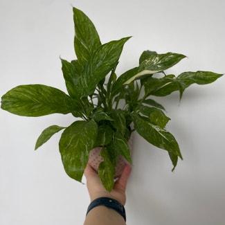 Domino Peace Lily plant in Toronto, Ontario