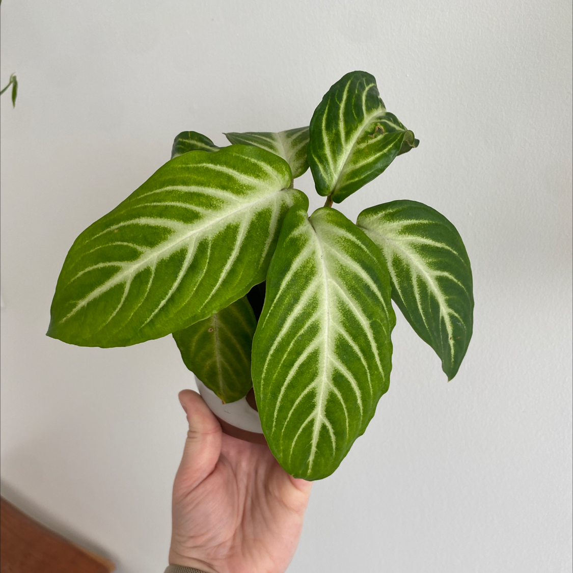 Healthy Xanthosoma Angel wings plant with vibrant green leaves and white veins, held by a hand.