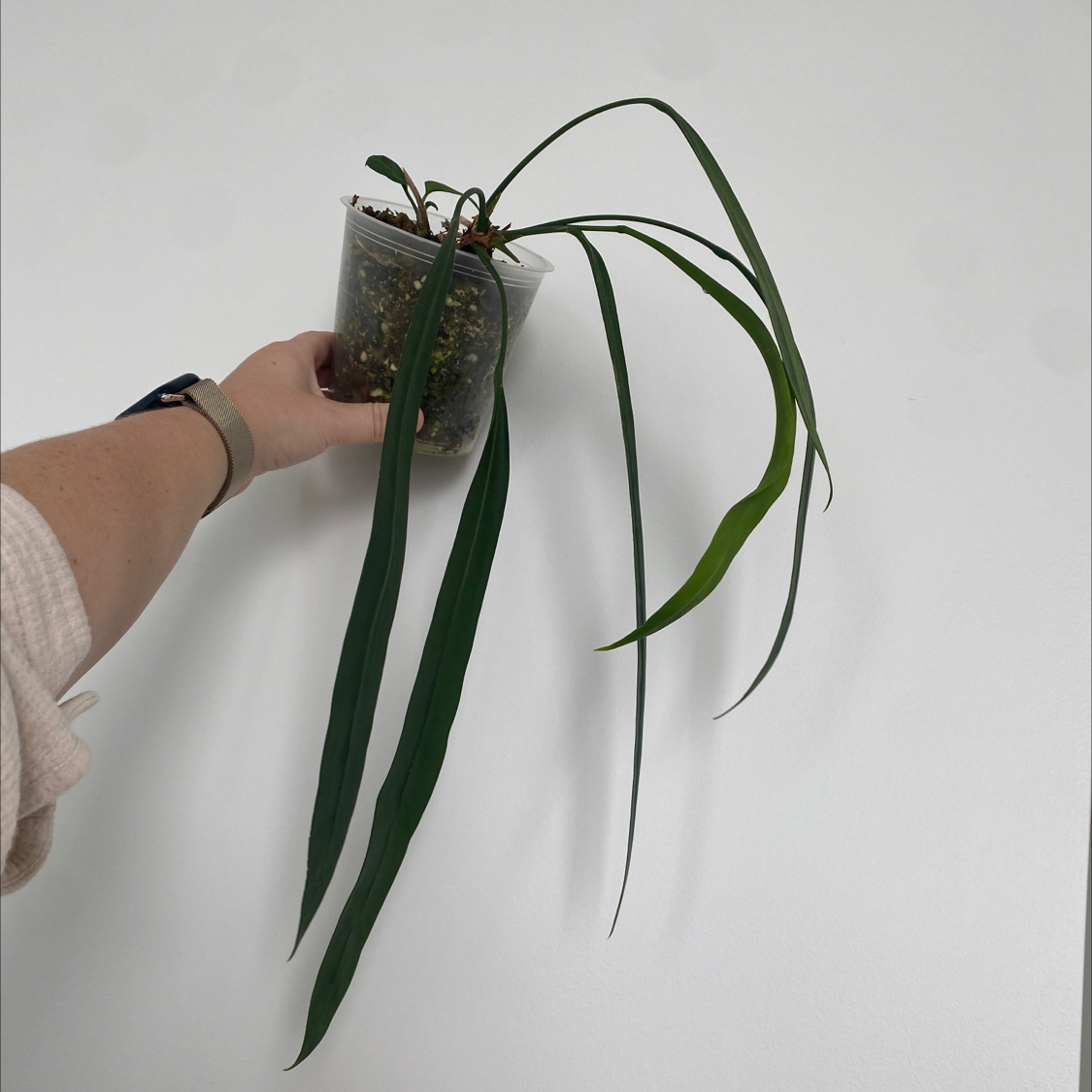 Anthurium vittariifolium plant with long, narrow leaves held by a hand in a clear pot.