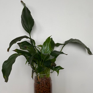 Peace Lily plant in Toronto, Ontario
