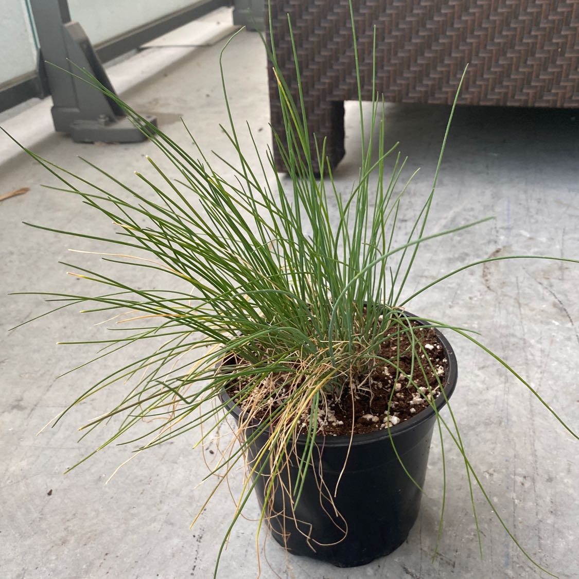 Potted Wild Chives plant with some yellowing at the base.
