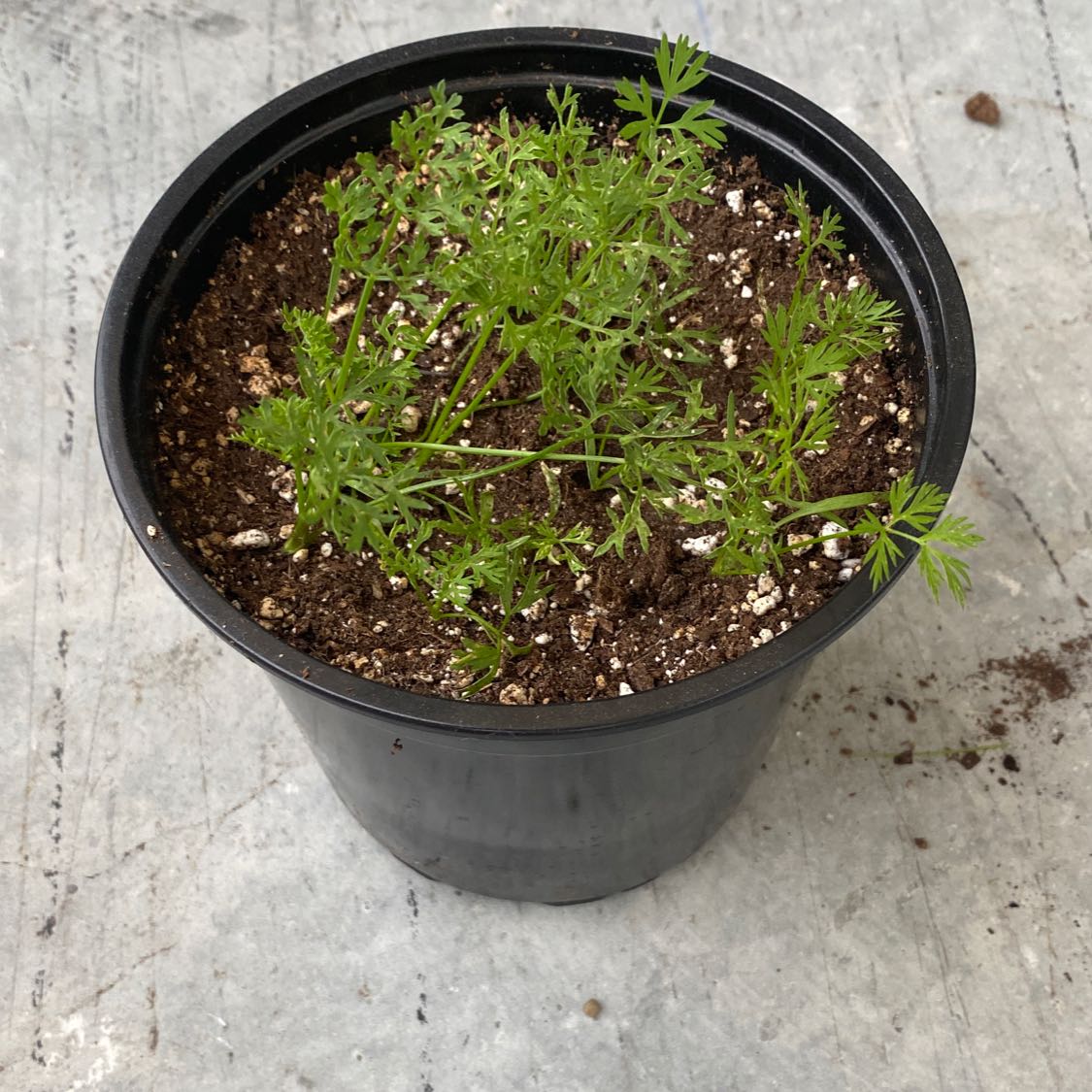 Potted Wild Carrot plant with green, feathery leaves in a plastic pot.