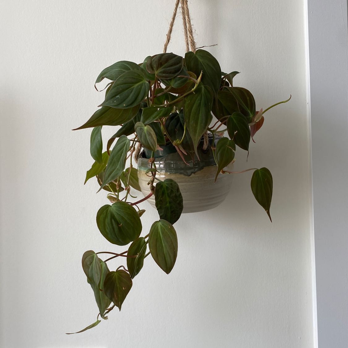 Photo of the plant species Philodendron Micans by @Megasmythe named Mica on Greg, the plant care app
