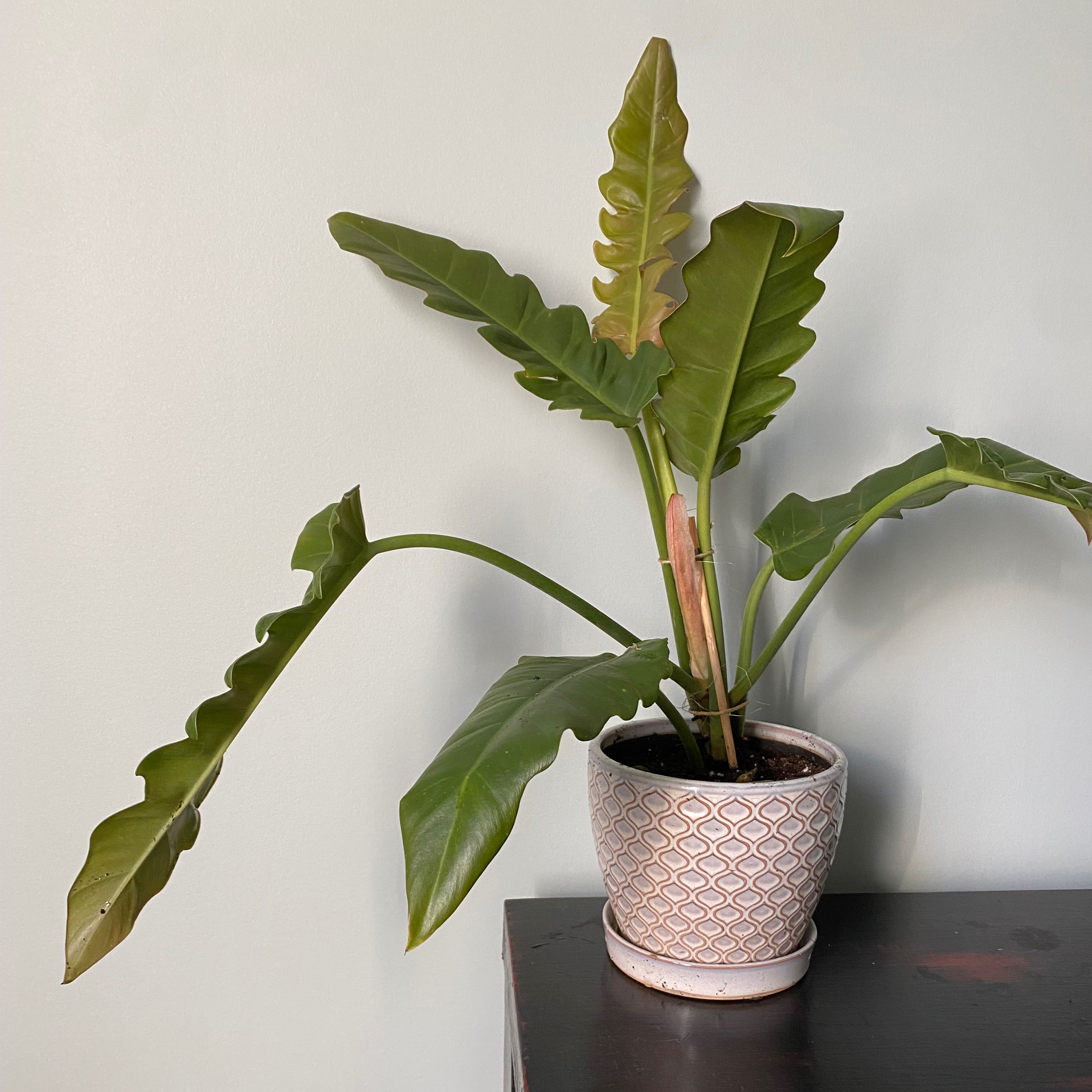 Philodendron Narrow Tiger Tooth plant in a decorative pot, healthy leaves, visible soil.