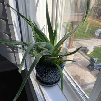 Aloe Vera plant in Toronto, Ontario