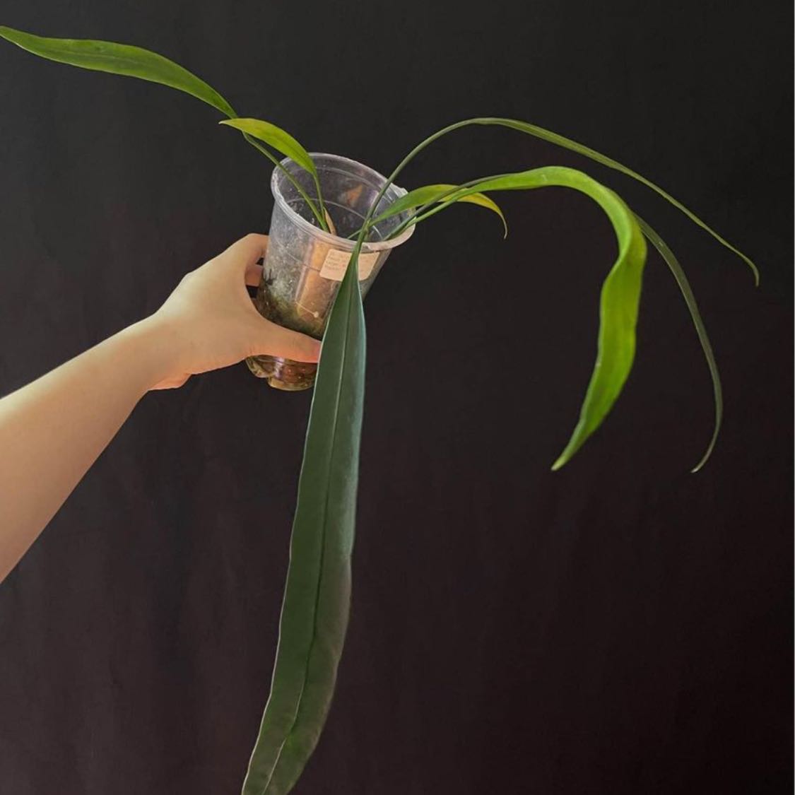 Anthurium vittariifolium plant with long, narrow leaves held in a transparent container.