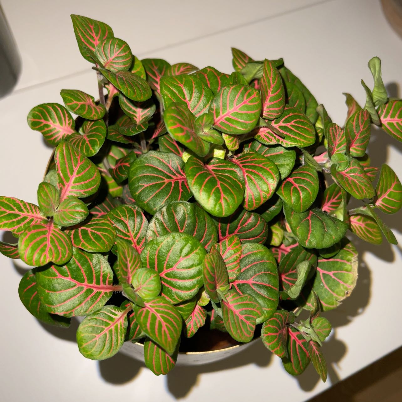Photo of the plant species Nerve Plant 'Forest' by @PotentGonolobus named Rosa on Greg, the plant care app