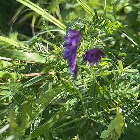 Photo of the plant species Tufted Vetch by @UnbeatenMoss named Elina on Greg, the plant care app