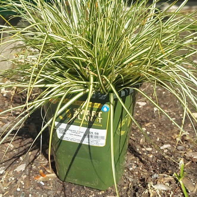 Photo of the plant species Japanese Sedge by @ChirpyRosebush named Willow on Greg, the plant care app