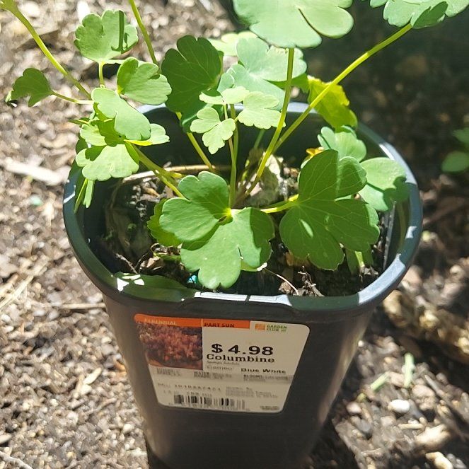 Photo of the plant species Yellow Columbine by @ChirpyRosebush named Naomi on Greg, the plant care app