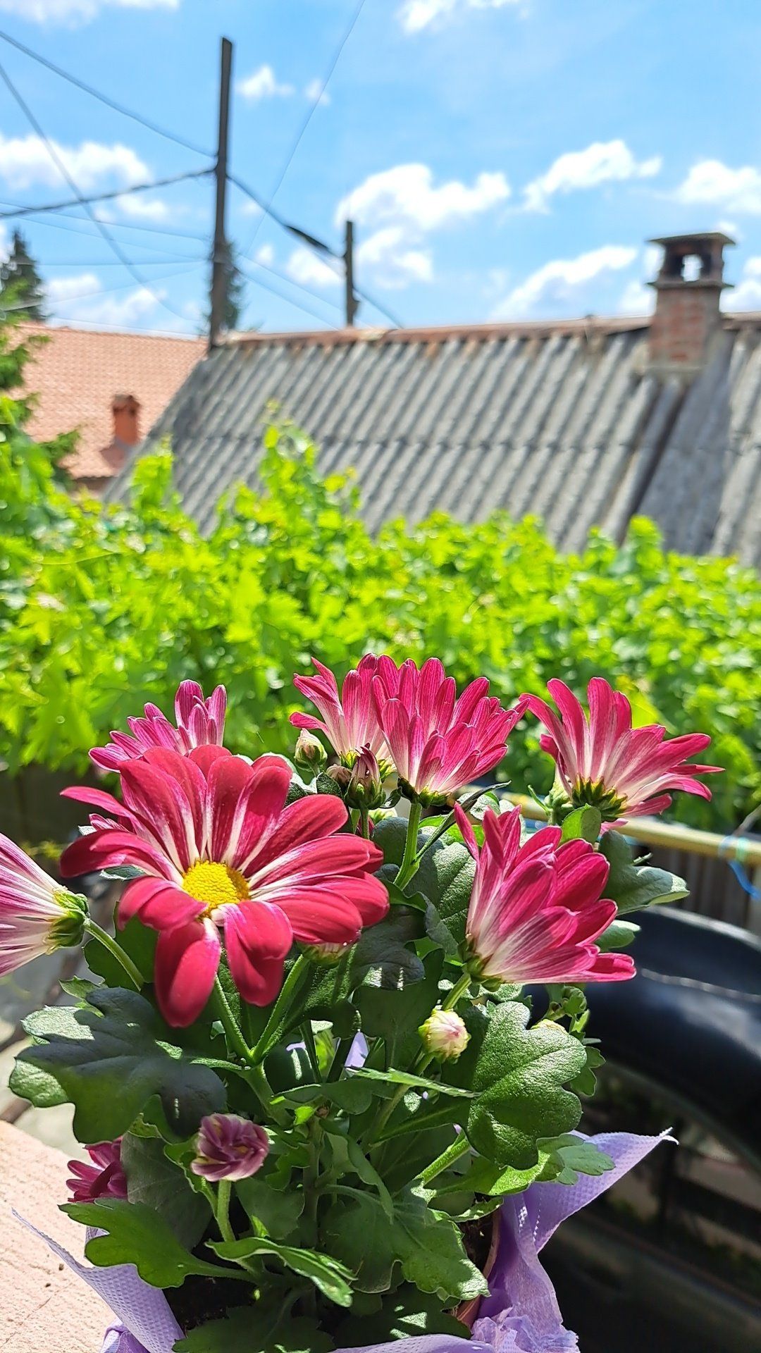Photo of the plant species Hardy Chrysanthemum by @CaringLungwort named Darwin on Greg, the plant care app