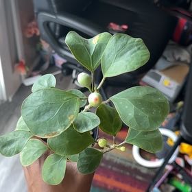 Photo of the plant species Mistletoe Fig by @PromptElkclover named Tolkien on Greg, the plant care app