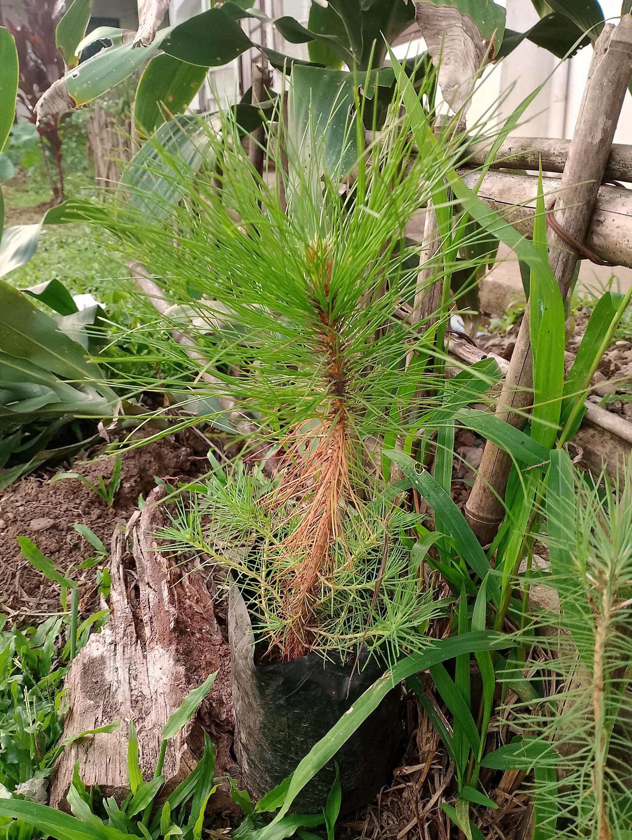 Photo of the plant species Benguet Pine by @GlossyPinkruby named Benguet on Greg, the plant care app