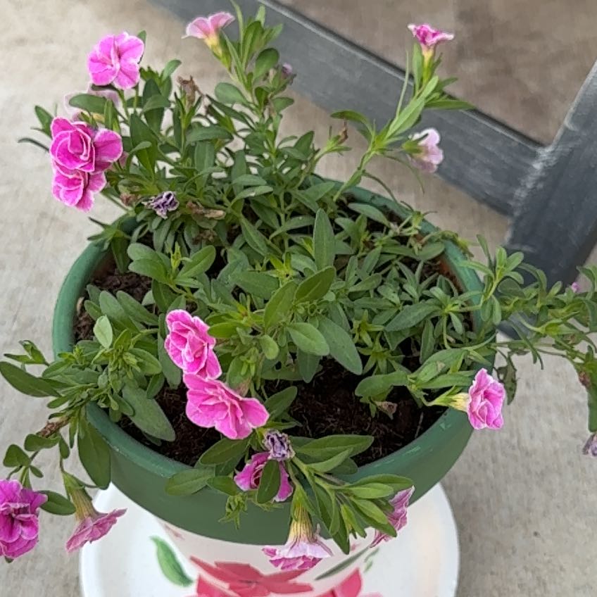 Photo of the plant species Calibrachoa 'Red' by @KyndallGuenther named Kardashian on Greg, the plant care app