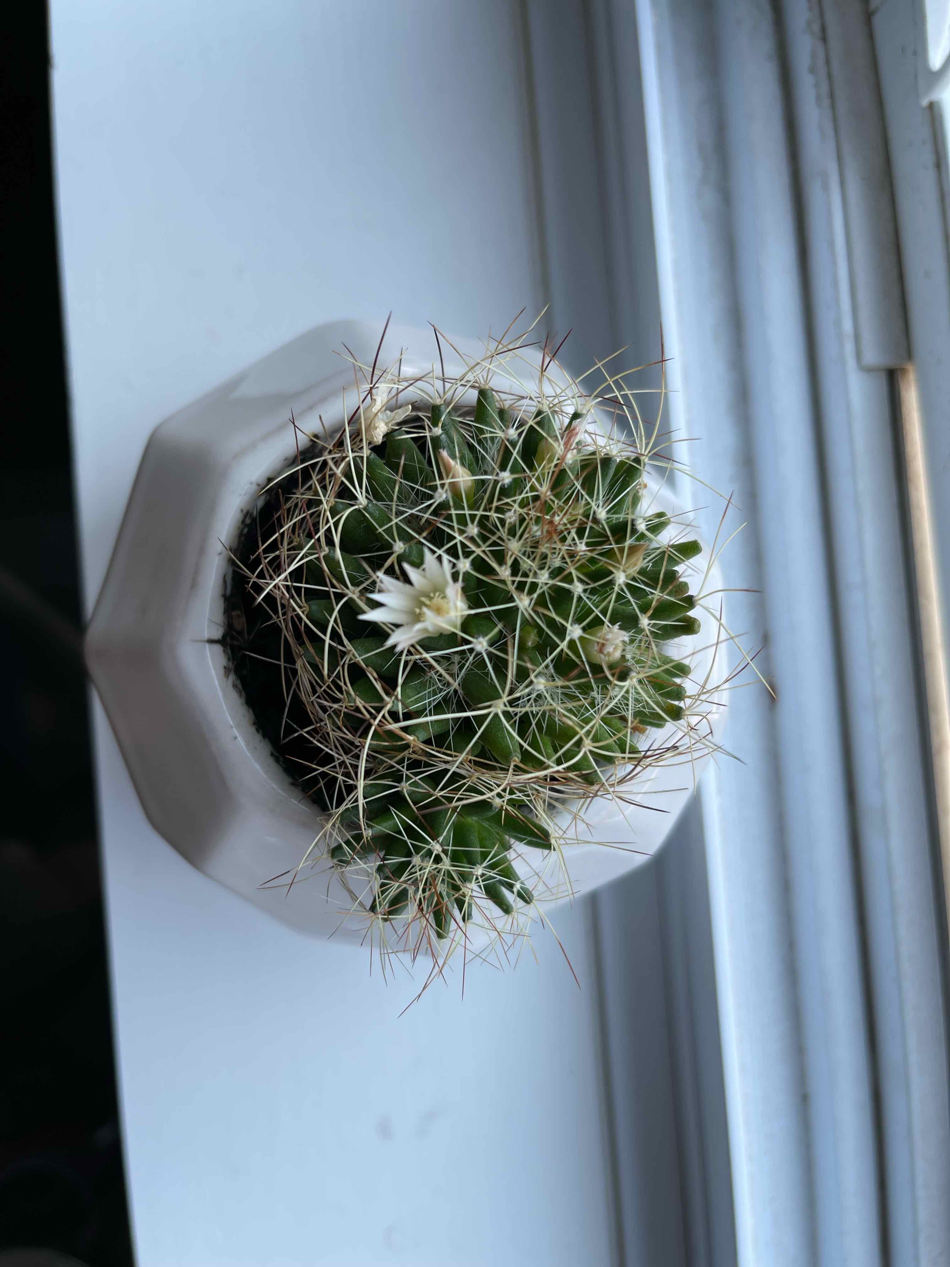Missouri Foxtail Cactus in a white pot near a window, with small white flowers.