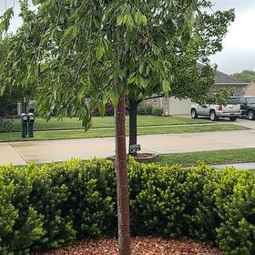 Photo of the plant species Samauma by @AdonicShadbush named Willow on Greg, the plant care app