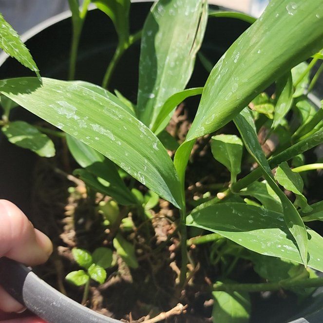 Photo of the plant species May Bells by @GoldenOrrisroot named Shakira on Greg, the plant care app