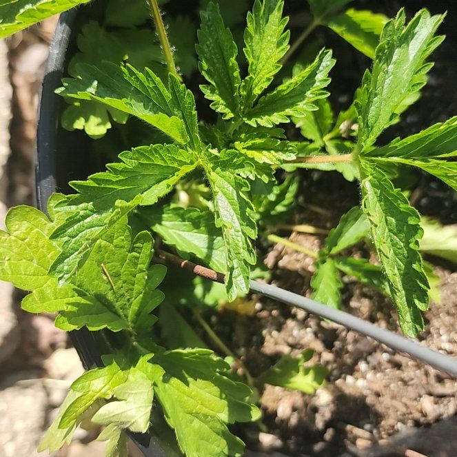Photo of the plant species Norwegian Cinquefoil by @GoldenOrrisroot named Remington on Greg, the plant care app