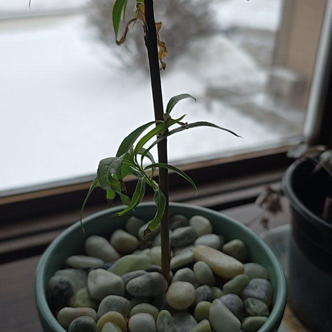 Photo of the plant species Corkscrew Willow by @hoeingisgrowing named Eva on Greg, the plant care app