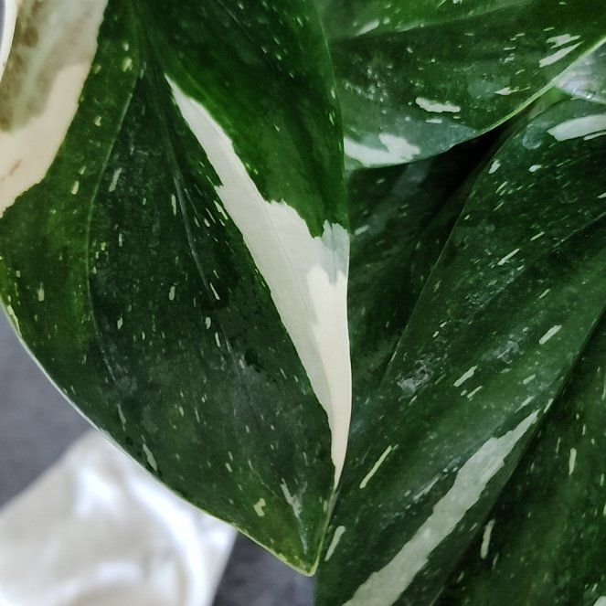 Photo of the plant species Cobra Philodendron by @UltraWildcelery named Leonardo on Greg, the plant care app