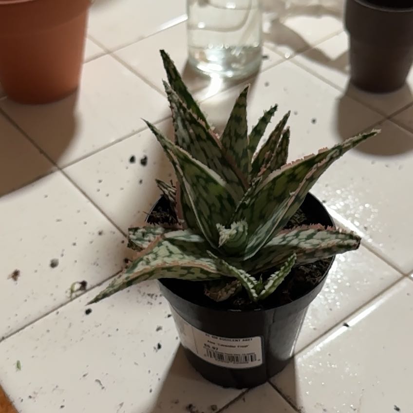 Photo of the plant species Aloe 'Lavender Frost' by @JoyousWildyam named Rihanna on Greg, the plant care app