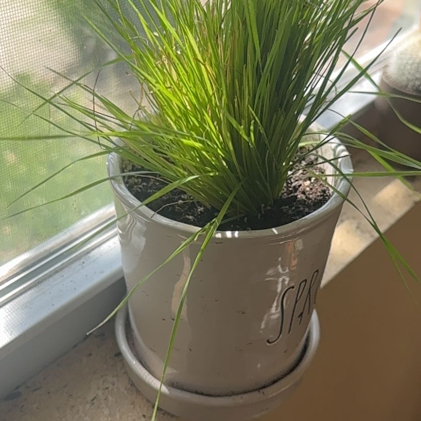 Photo of the plant species cat grass by @JoyousWildyam named Treeyoncé on Greg, the plant care app