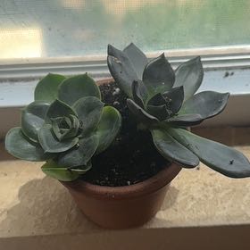 Photo of the plant species Echeveria 'Green Pearl' by @JoyousWildyam named Leaf Erickson on Greg, the plant care app