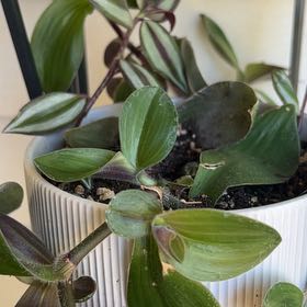 Photo of the plant species Deep Purple Wandering Dude by @DeftBucksbeard named Penny on Greg, the plant care app