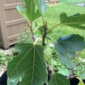 Photo of the plant species Little Miss Figgy by @CeleritousChia named Ulysses S Plant on Greg, the plant care app