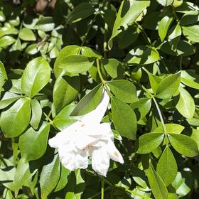 Photo of the plant species Bowerplant by @DeluxeTigersjaw named Coco on Greg, the plant care app