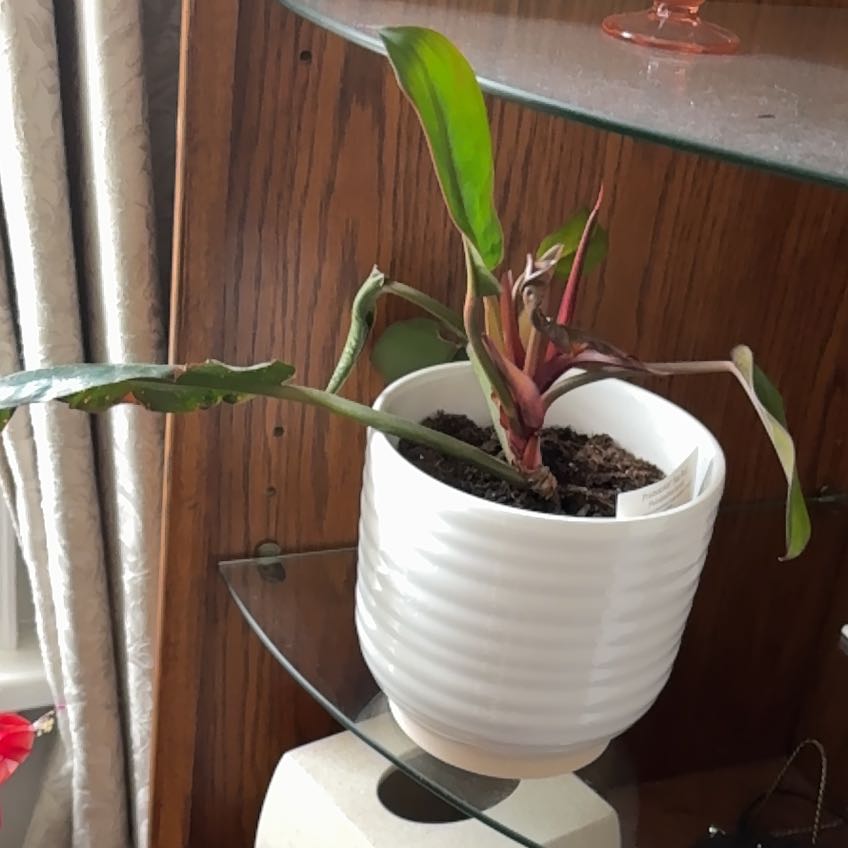 Photo of the plant species Philodendron 'Prismacolor™ Sun Red' by @SightlyJuniper named Eos on Greg, the plant care app