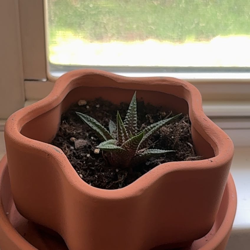 Photo of the plant species haworthia by @SightlyJuniper named Neoptolemus on Greg, the plant care app