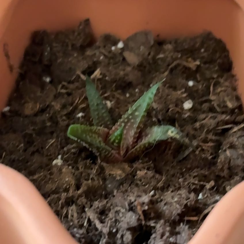Photo of the plant species haworthia by @SightlyJuniper named Tyche on Greg, the plant care app