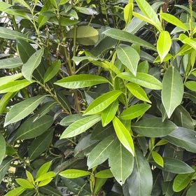 Photo of the plant species Skip Laurel by @BrightCapealoe named Sigmund on Greg, the plant care app
