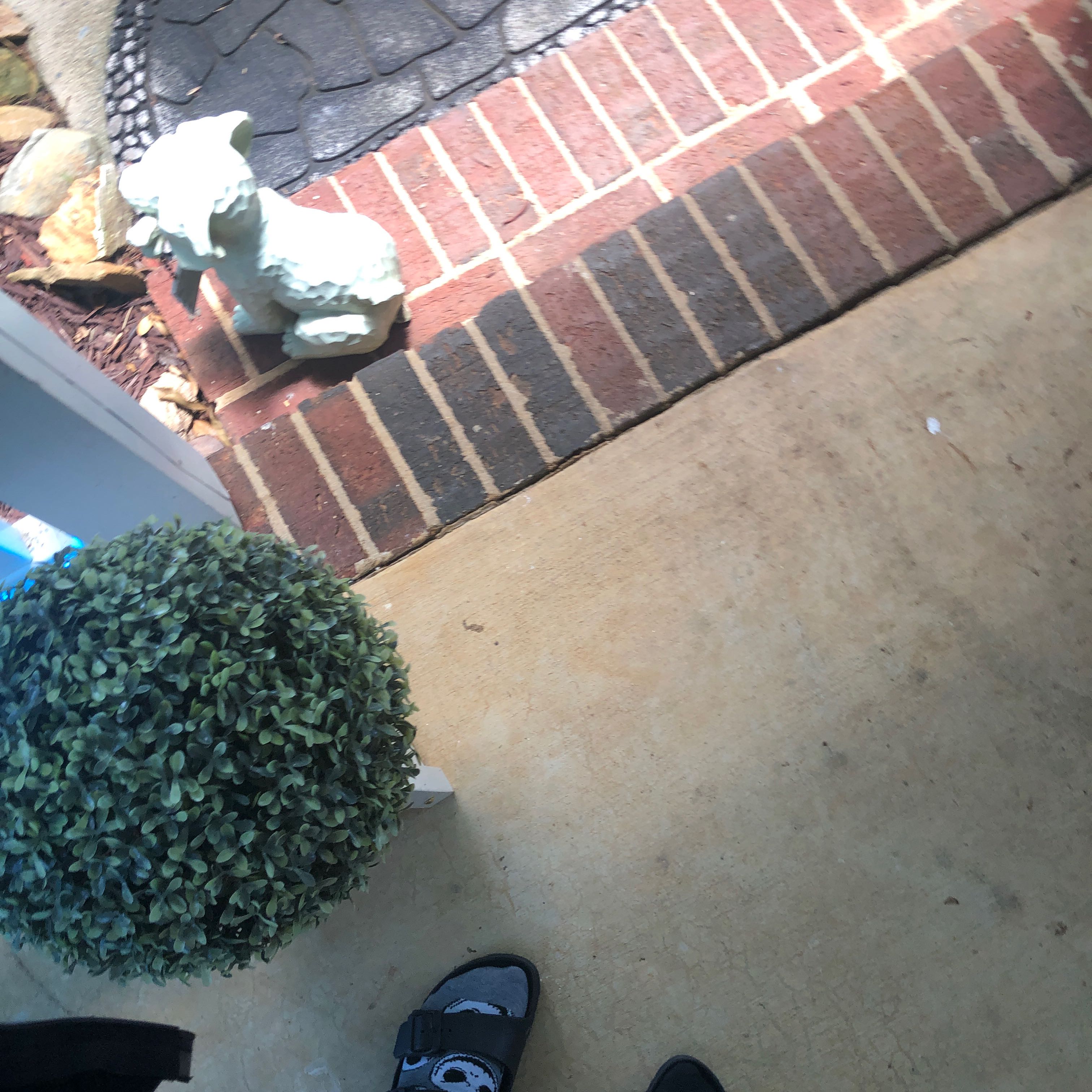 Photo of the plant species Black Opal Basil by @SportCandytuft named Salem on Greg, the plant care app