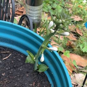 Photo of the plant species Paperwhite by @ProCamphorweed named Harper on Greg, the plant care app